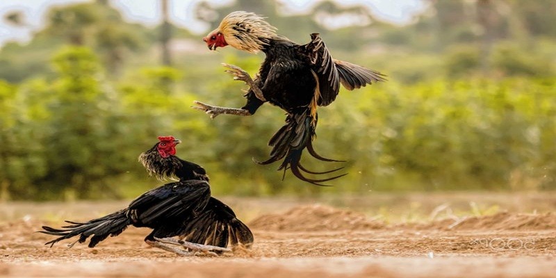 Lưu ý cần nắm rõ dành cho tân binh