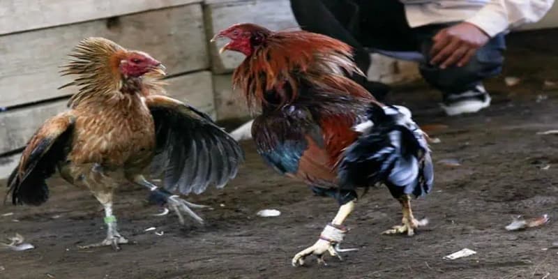 Nhà cái cam kết an toàn cho người tham gia